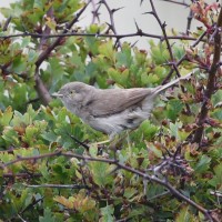 Asian Desert Warbler